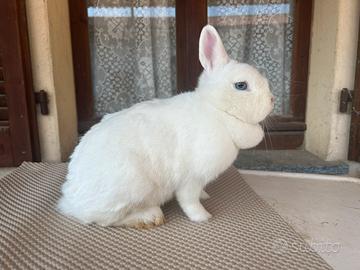 Coniglio nano ermellino