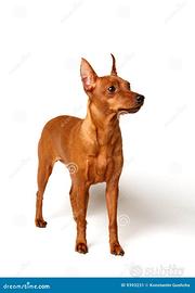 Desiderasi Pincher con Pedigree di 3-4 mesi