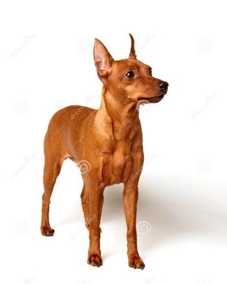 Desiderasi Pincher con Pedigree di 3-4 mesi