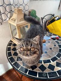 Gattino 