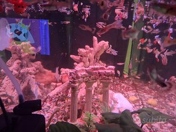 acquario 
