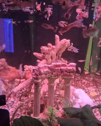 acquario 