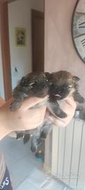 Volpini di pomerania Enci Nano
