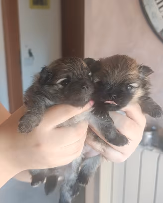 Volpini di pomerania Enci Nano