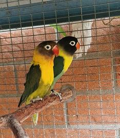 Inseparabile mascherato