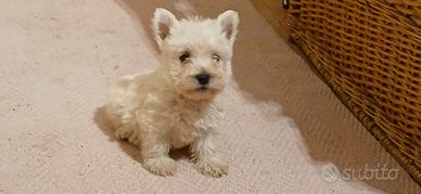 West highland. Cuccioli Con pedigree