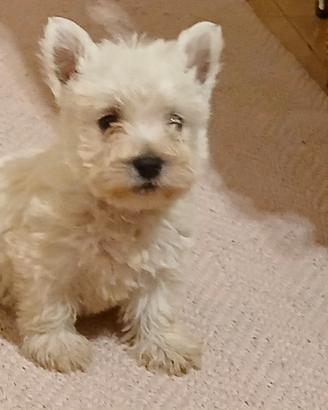 West highland. Cuccioli Con pedigree