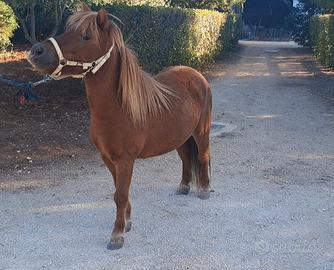 Pony.
