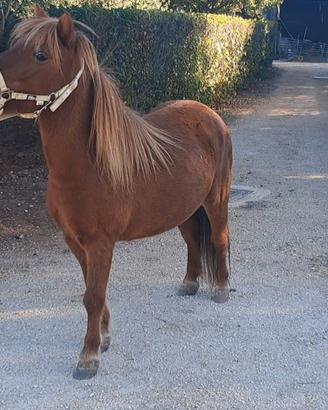 Pony.