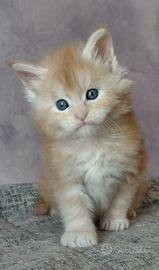 Cuccioli maine coon