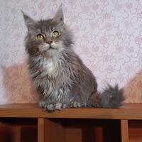 Cucciola Maine coon blu silver tabby