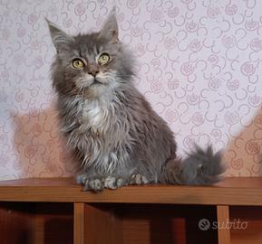 Cucciola Maine coon blu silver tabby