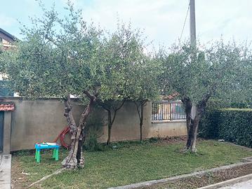 2 piante di ulivo da espiantare albero