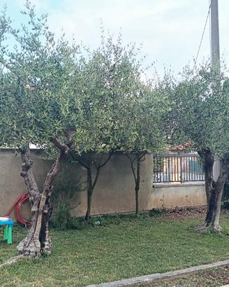 2 piante di ulivo da espiantare albero