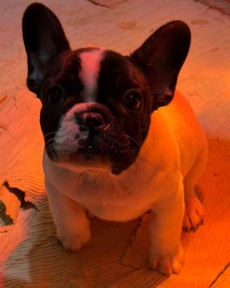 Cucciola di Bouledogue francese Caille pedigree