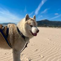 Maschio disponibile per monta