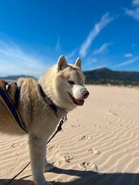 Maschio disponibile per monta