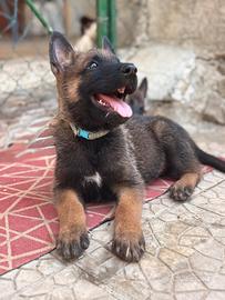 cuccioli pastore belga malinois