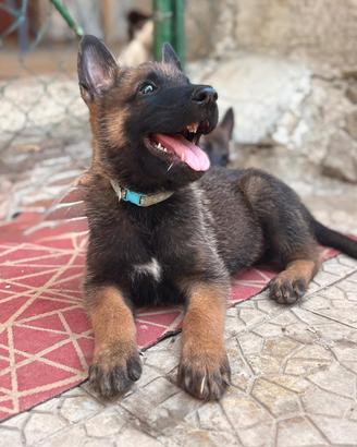 cuccioli pastore belga malinois