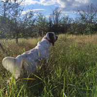 Setter inglese pronto caccia