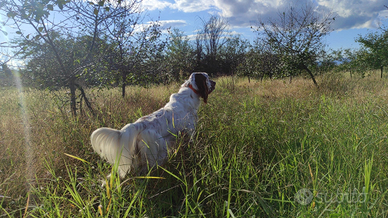 Setter inglese pronto caccia