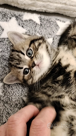 British shorthair cuccioli