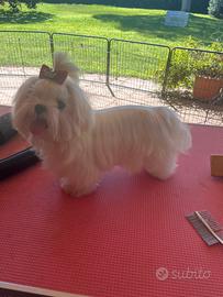 Maltesina