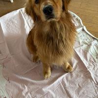 Golden Retriever americano monta