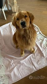 Golden Retriever americano monta