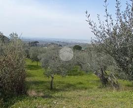 TER. AGRICOLO A TIVOLI