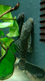 Piccoli ancistrus sp