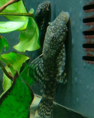 Piccoli ancistrus sp