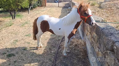 Poni