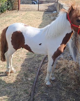 Poni