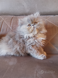 Gattine persiane