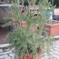 Piante di achillea