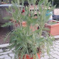 Piante di achillea