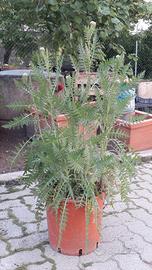 Piante di achillea