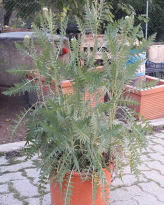 Piante di achillea