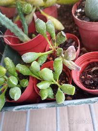 Adromischus clavifolius