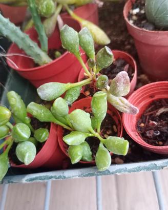 Adromischus clavifolius
