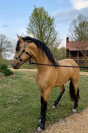 Cavallo