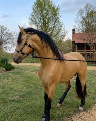 Cavallo
