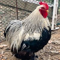 Galline Cocincine nane