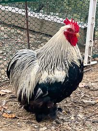 Galline Cocincine nane