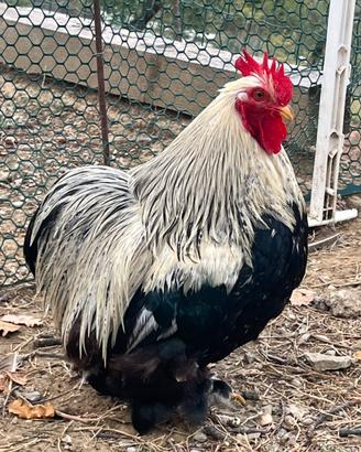 Galline Cocincine nane