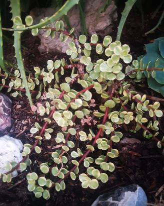 Pianta grassa Crassula ovata