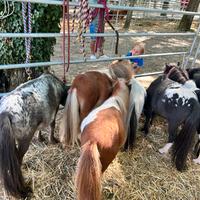 Mini pony