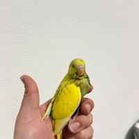 Cocorita allevata a mano dolcissima