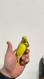 Cocorita allevata a mano dolcissima